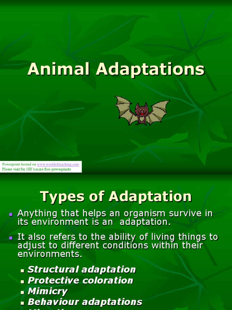 Animal Adaptations I | PDF