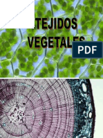 Tejidos vegetales ciencias.pdf