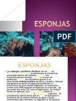 Esponja S