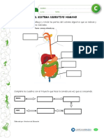 sis digestivo.pdf