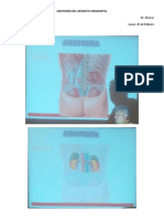 Anatomía Del Aparato Urogenital