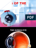 Parts of The EYE: Group Ii