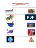 Organelos y Sus Funciones