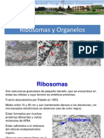 8 Ribosomas y organelos.ppt