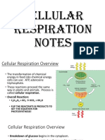 Cellular Respiration Notes