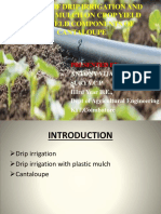 Effect of Drip Irrigation and Plastic Mulch On Crop Yield and Yield Components of Cantaloupe