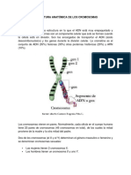 Estructura Anatómica de Los Cromosomas
