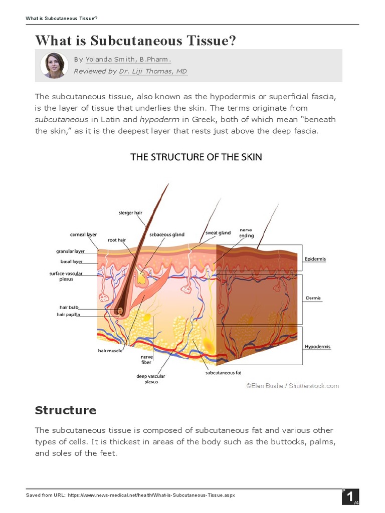 What Is Subcutaneous Tissue PDF Skin Human Body