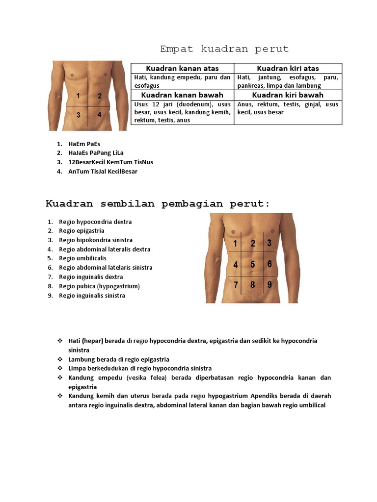 Empat kuadran perut pdf
