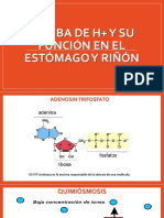 BOMBA DE H+ Y SU FUNCIÓN EN ESTOMAGO Y RIÑON PPT (1).pptx