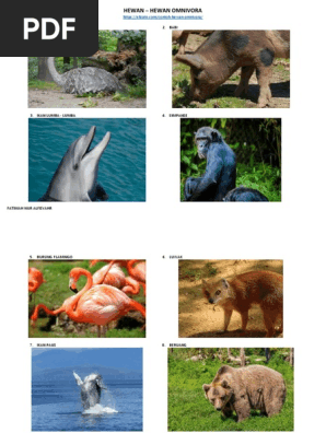 Hewan Karnivora Dan Omnivora