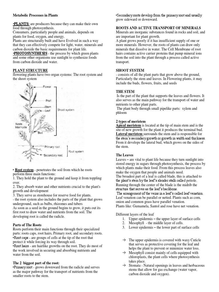 Understanding Plant Metabolism | PDF | Leaf | Root