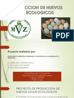 Huevos Ecologicos