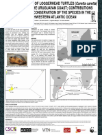 GENETIC DIVERSITY OF LOGGERHEAD TURTLES - Karumbé Uruguay