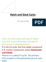 Hatch-Slack Cycle: The C4 Pathway of Photosynthesis