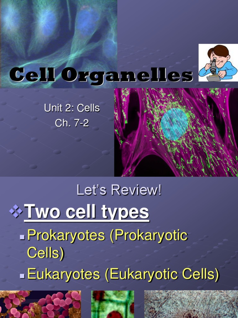 Cell Organelles 11 | PDF | Endoplasmic Reticulum | Cell (Biology)