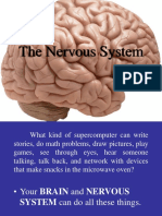 Your Brain and Nervous System Explained