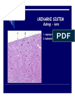 Urinarni Sistem