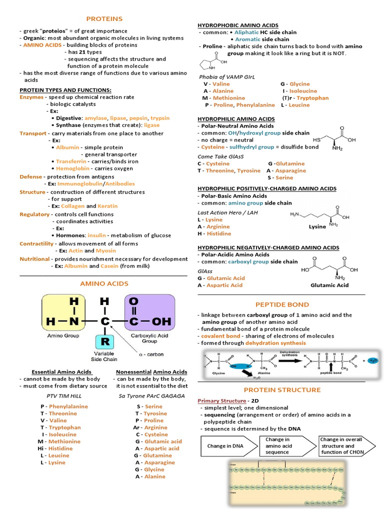 Proteins Amylase Lipase Pepsin Trypsin Ligase PDF Enzyme Gel