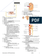 Lec15 - Renal System