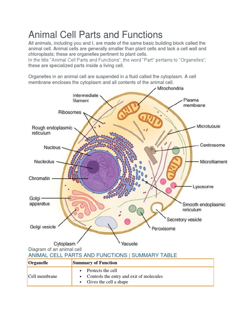 Animal Cell Parts and Functions | PDF | Endoplasmic Reticulum | Cell Nucleus