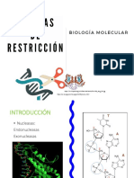 Restricción enzimática y construcción de plásmidos recombinantes