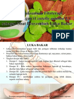 Penatalaksanaan Fitoterapi Herba Pegagan (Centella Asiatica L.) Sebagai Obat Penyembuh Luka Bakar