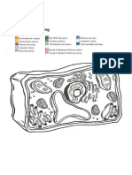 Level 1 Color The Plant Cell