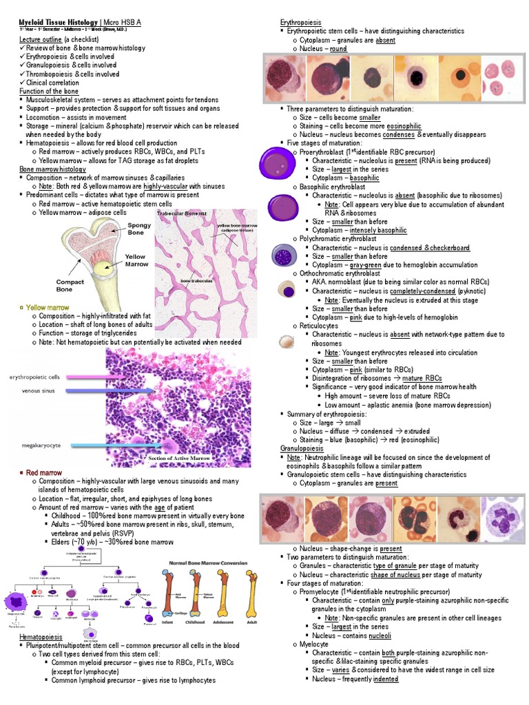 Micro HSB A - Myeloid Tissue Histology | PDF | Bone Marrow | Red Blood Cell