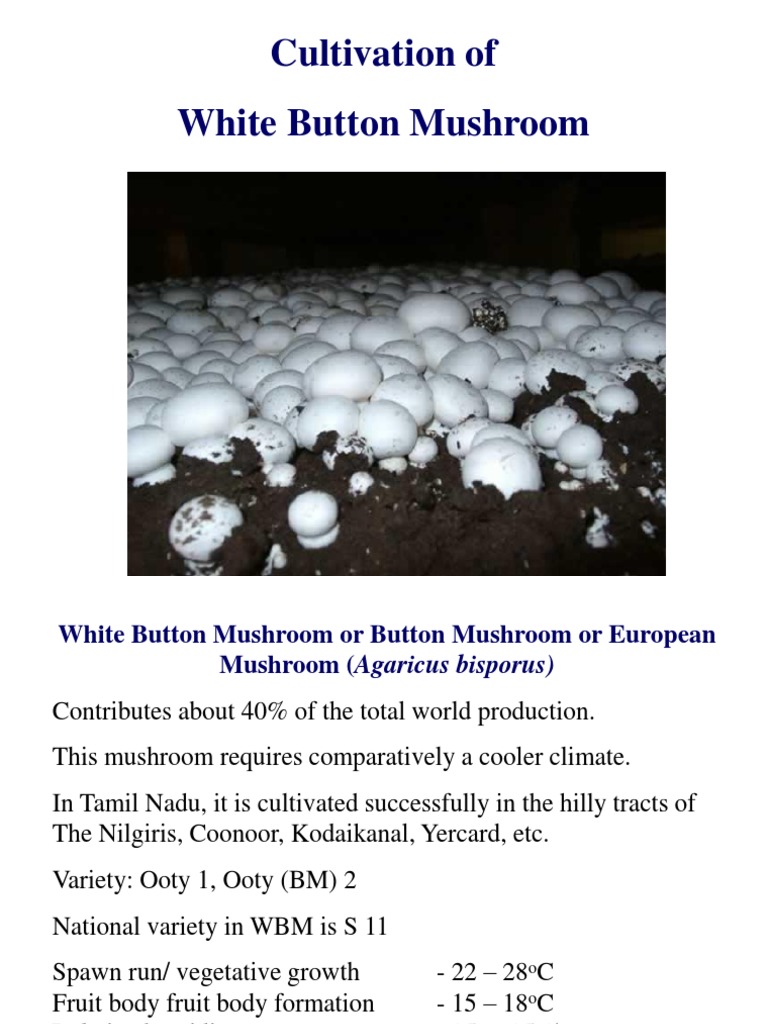 Cultivation of White Button Mushroom Compost Manure