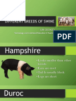Different Breeds of Swine