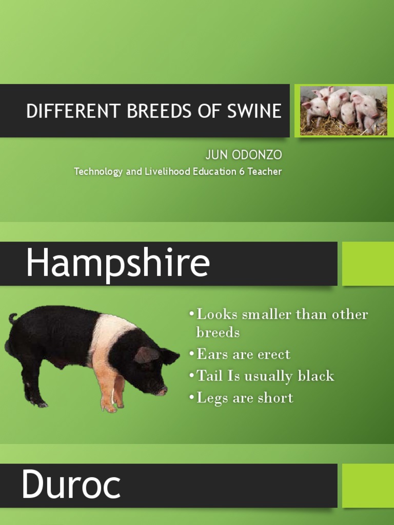 Overview of Swine Breeds | PDF | Cooking, Food & Wine | Wellness