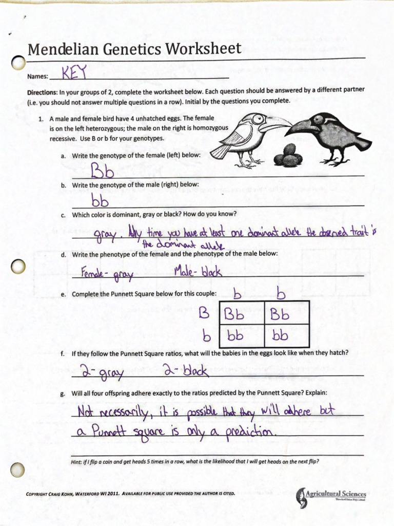 Mendelian Genetics Key  PDF Within Mendelian Genetics Worksheet Answer Key