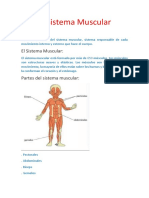 Sistema Muscular