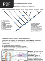 Download Zoologia - Porferos e Celenterados 2010 by Karina Endo SN42901260 doc pdf