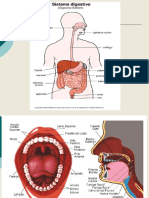 Biologia Sistema Digestivo