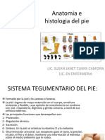 Anatomia e Histologia Del Pie
