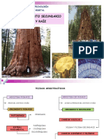 Tema 5. Histología Vegetal. Crecimiento Secundario