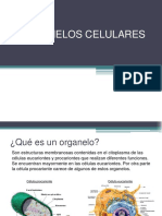 Organelos_celulares.pdf
