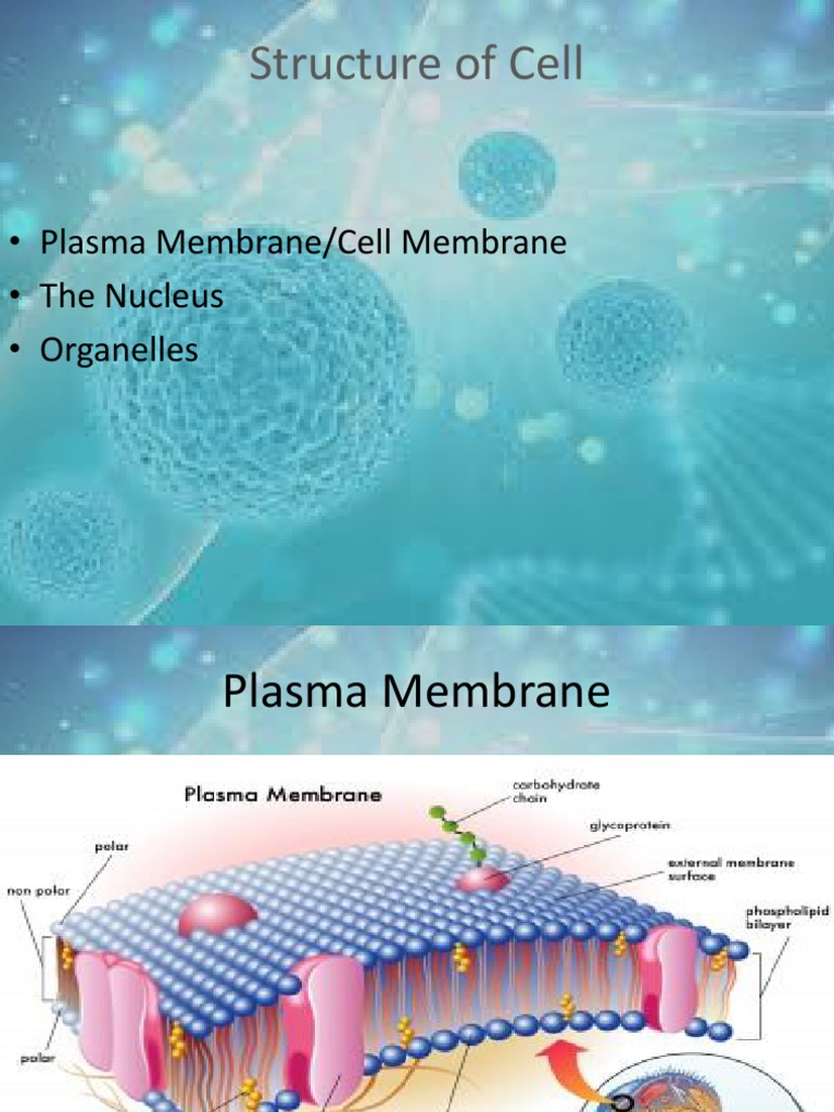 The Fundamental Unit of Life-II | PDF | Endoplasmic Reticulum | Cell ...