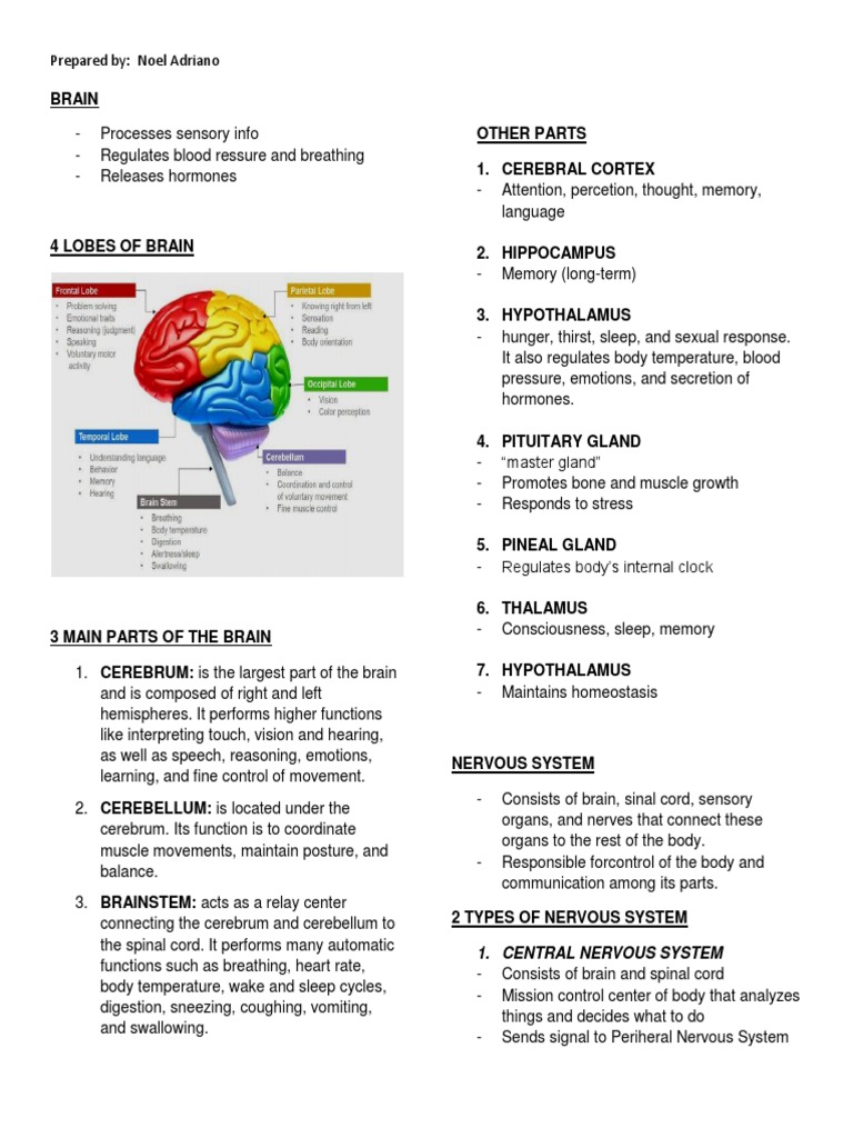 Overview of Brain and Nervous System Functions | PDF | Nervous System ...