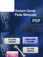 Sistem Gerak Manusia