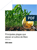 Principales Plagas Que Atacan Al Cultivo de Maíz: Publicado en