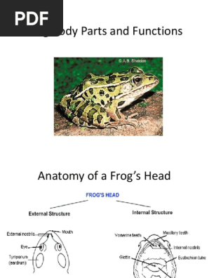 FROG