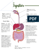 Sistema Digestivo