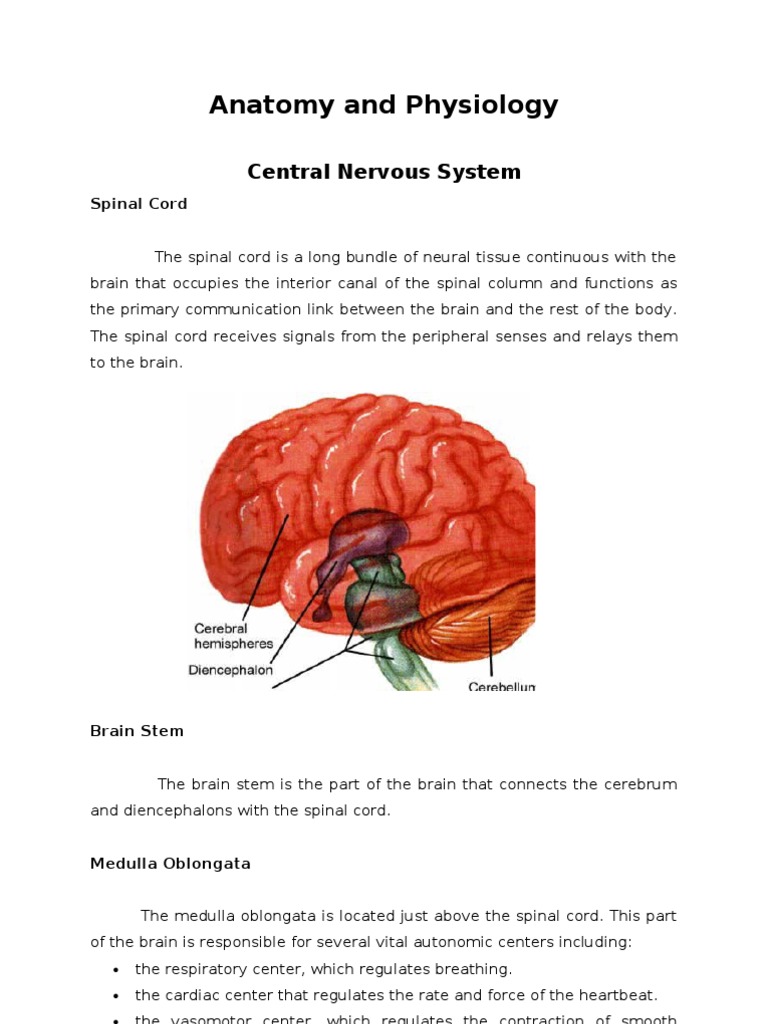 Brain Anatomy and Physiology Overview | PDF | Brainstem | Central ...