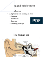 Hearing and Echolocation: - Human Hearing - Adaptations For Hearing in Bats