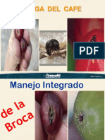 Broca Del Fruto y Manejo Integrado-Edwin