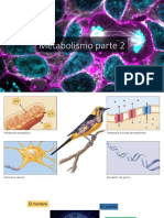 Clase5 Metabolismo Parte2