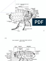 Cat Flea Identification Guide